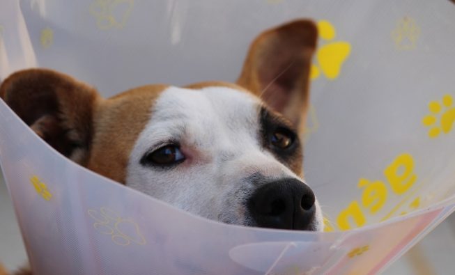 Bilston Veterinary Clinic